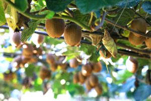 Βιετνάμ: Νέα ασιατική αγορά για το ελληνικό ακτινίδιο - «Πράσινο φως» από 1η Μαρτίου 2026