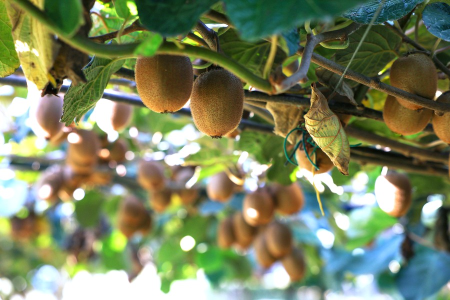 Βιετνάμ: Νέα ασιατική αγορά για το ελληνικό ακτινίδιο - «Πράσινο φως» από 1η Μαρτίου 2026