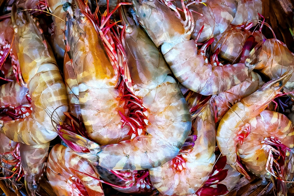 Διατροφική απάτη 195 δισ.$ στα θαλασσινά: Πώς στήνεται το παιχνίδι των «χρυσών» ψαριών