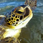 Έκπληξη στη λιμνοθάλασσα Μεσολογγίου: Σπάνια καταγραφή πράσινων χελωνών στα ελληνικά νερά