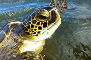 Έκπληξη στη λιμνοθάλασσα Μεσολογγίου: Σπάνια καταγραφή πράσινων χελωνών στα ελληνικά νερά