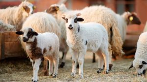 Αφθώδης πυρετός: Αποζημιώσεις για το γάλα που μένει αδιάθετο στη Λέσβο