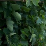 6.500 νέα στρέμματα αμπελώνων το 2026: Ποιες Περιφέρειες παίρνουν άδειες φύτευσης