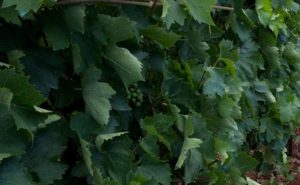 6.500 νέα στρέμματα αμπελώνων το 2026: Ποιες Περιφέρειες παίρνουν άδειες φύτευσης