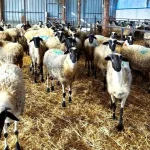 Αφθώδης πυρετός: Στα 17 τα κρούσματα στη Λέσβο - Καραντίνα και δραστικά μέτρα σε εκτροφές