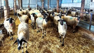 Αφθώδης πυρετός: Στα 17 τα κρούσματα στη Λέσβο - Καραντίνα και δραστικά μέτρα σε εκτροφές