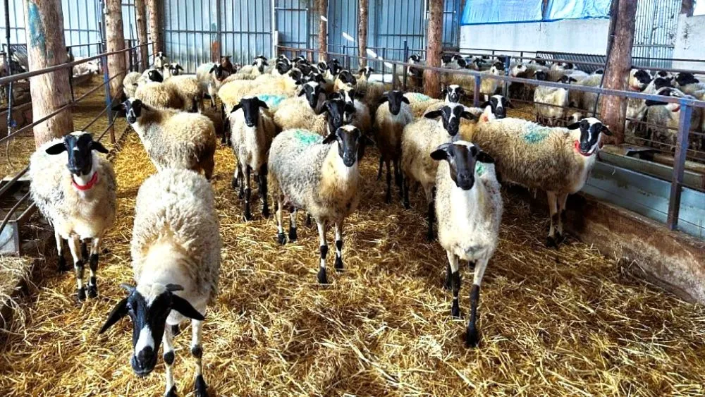 Αφθώδης πυρετός: Στα 17 τα κρούσματα στη Λέσβο - Καραντίνα και δραστικά μέτρα σε εκτροφές