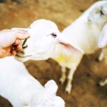 Μυτιλήνη: Δεύτερο κρούσμα αφθώδους πυρετού στην Πελόπη