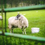 Λέσβος: Συναγερμός για αφθώδη πυρετό - Πέντε τα κρούσματα και ζώνη καραντίνας στα 3 χλμ.