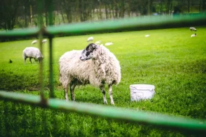 Λέσβος: Συναγερμός για αφθώδη πυρετό - Πέντε τα κρούσματα και ζώνη καραντίνας στα 3 χλμ.