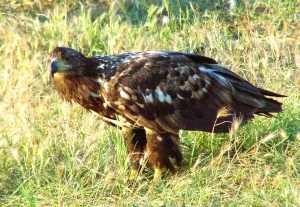 Μαυρόγυπας σε κίνδυνο: Επιχείρηση «διάσωσης» και αυστηρά μέτρα μετά τη δηλητηρίαση στον Έβρο