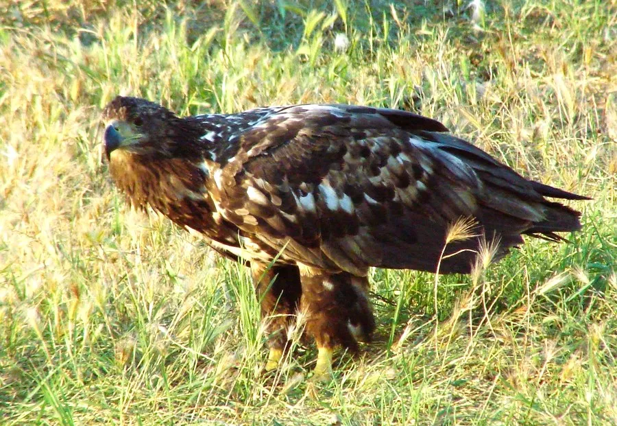Μαυρόγυπας σε κίνδυνο: Επιχείρηση «διάσωσης» και αυστηρά μέτρα μετά τη δηλητηρίαση στον Έβρο
