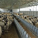 Ευλογιά αιγοπροβάτων: Αυστηρά μέτρα έως το Πάσχα και εντατικοί έλεγχοι από το ΥΠΑΑΤ