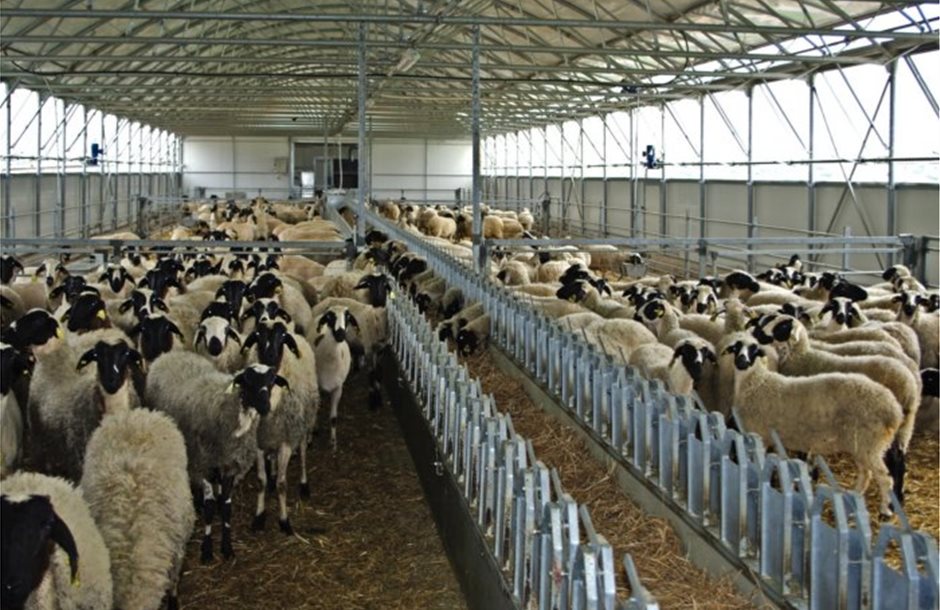 Ευλογιά αιγοπροβάτων: Αυστηρά μέτρα έως το Πάσχα και εντατικοί έλεγχοι από το ΥΠΑΑΤ