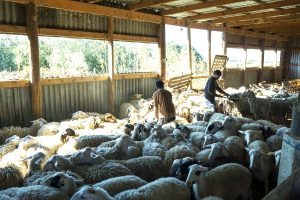 Πασχαλινή αγορά: Έως 16 ευρώ το κιλό η τιμή του οβελία