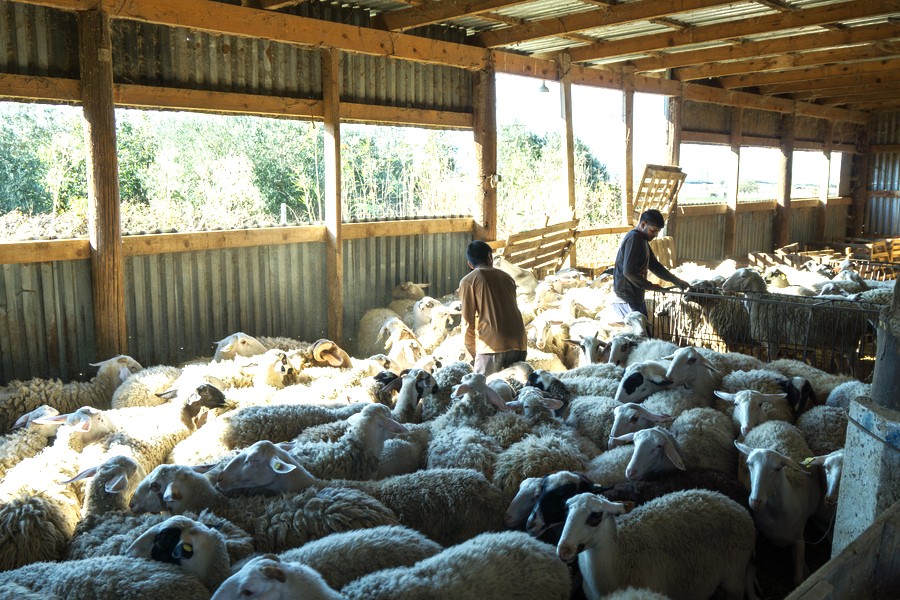 Πασχαλινή αγορά: Έως 16 ευρώ το κιλό η τιμή του οβελία