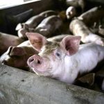 Ποιος είναι ο μεγαλύτερος παραγωγός χοίρων στην Ευρώπη