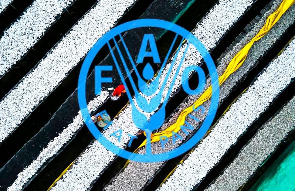 Καμπανάκι FAO για νοικοκυριά: Από το πετρέλαιο στο... πιάτο - Οι τιμές τροφίμων «παίρνουν φωτιά»