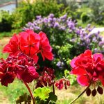 Καιρός- Live: Επιστρέφει η άνοιξη