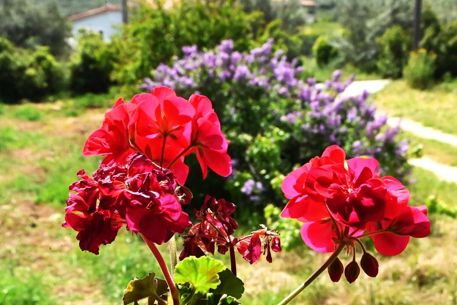 Καιρός- Live: Επιστρέφει η άνοιξη