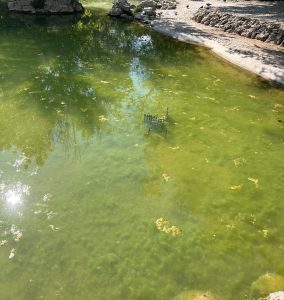 Εθνικός Κήπος σκουπίδια Δούκας δήμαρχος