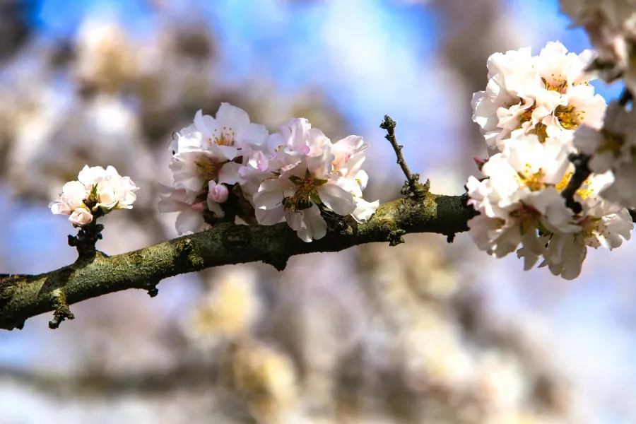 Πάσχα με δύο «πρόσωπα»: Ανοιξιάτικος ο καιρός με ανατροπή από Μ. Πέμπτη