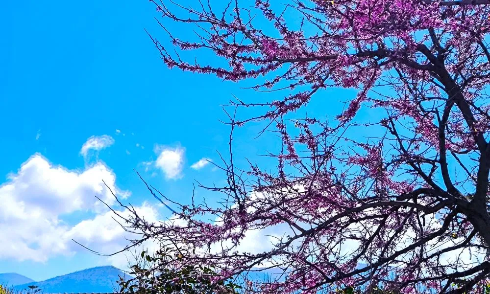 Καιρός: Ανοιξιάτικο σκηνικό με 25άρια, αλλά έρχονται βροχές και πτώση θερμοκρασίας