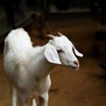 Αμπελόκηποι: CEO είχε παράνομο μαντρί με κατσίκες και κοτόπουλα σε ταράτσα 16ου ορόφου (vid)