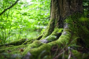 Natura 2000: Πράσινη «ασπίδα» σε Ήπειρο και Γρεβενά - Εγκρίθηκε η μελέτη